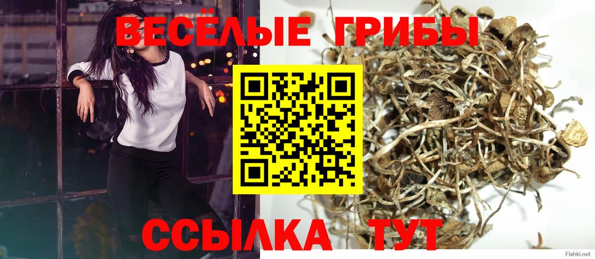 Галлюциногенные грибы Psilocybe Лесосибирск
